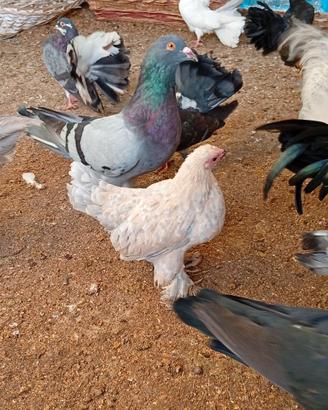 Disponibili pavoncelle  e colombe romane  giganti