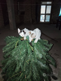 Gattini 2 mesi svezzati