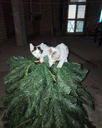 Gattini 2 mesi svezzati