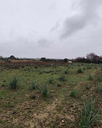 Terreno agricolo Soleminis