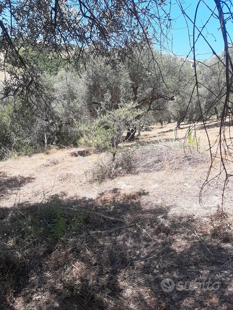Terreno uliveto zona Fuondi Agropoli - Vista 4