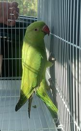 Parrocchetto dal collare verde 4 mesi