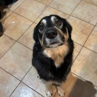 Cane incrocio Husky e Labrador