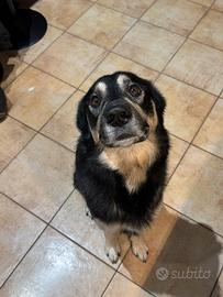 Cane incrocio Husky e Labrador