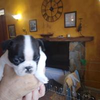 Cuccioli di Boston terrier disponobili