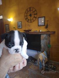 Cuccioli di Boston terrier disponobili