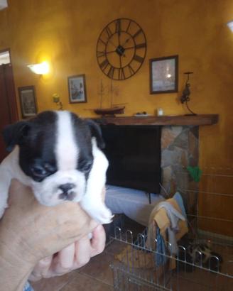 Sottopentola in ceramica Boston Terrier per piatti