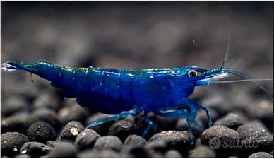 Neocaridine blue diamond + omaggio mangime