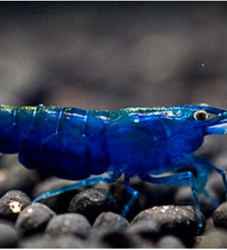 Neocaridine blue diamond + omaggio mangime