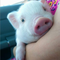 Minipig - maialini nani Juliana