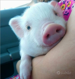 Minipig - maialini nani Juliana