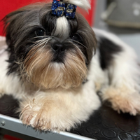 Shih Tzu allevamento delle perle di Akoya