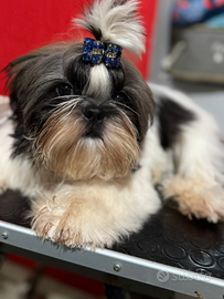 Shih Tzu allevamento delle perle di Akoya