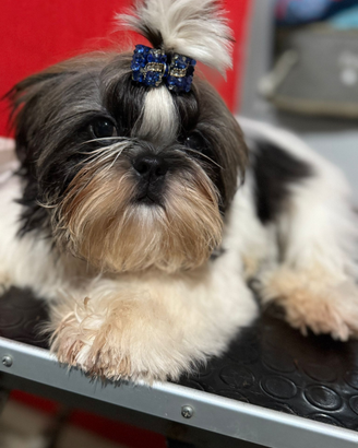 Shih Tzu allevamento delle perle di Akoya