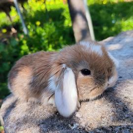 Coniglietti ariete nani