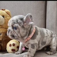 Bulldog francese liliac merle maschio
