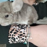 Cincillà coppia cuccioli