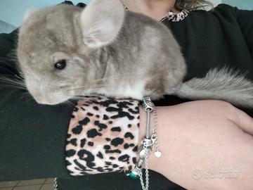 Cincillà coppia cuccioli