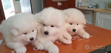 Cuccioli di samoiedo
