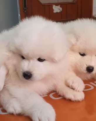 Cuccioli di samoiedo