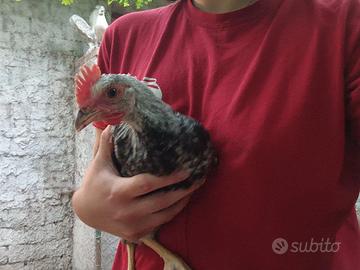 Livornese collo argento