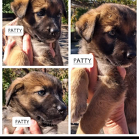 Adotta Patty