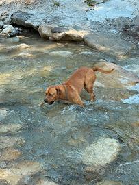 Amstaff e una nuova casa