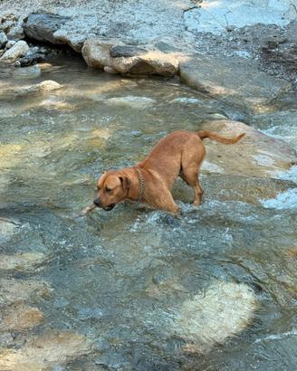 Amstaff e una nuova casa