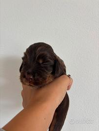 Cocker spaniel inglese
