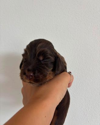 Cocker spaniel inglese