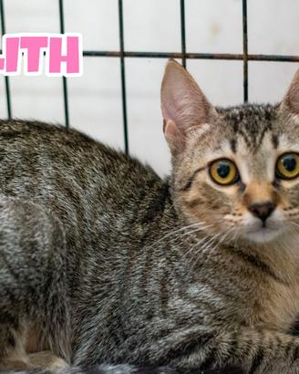 Lilith gattina tigrata di tre mesi