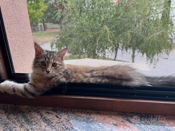 Cuccioli gattine razza siberiana