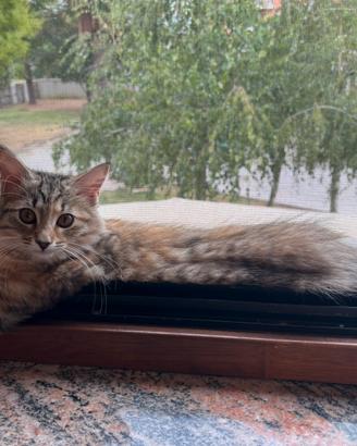 Cuccioli gattine razza siberiana
