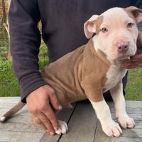 Cuccioli American Pitbull standard Ukc