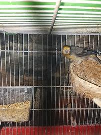 Coppia di Ciuffolotti messicani