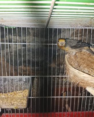 Coppia di Ciuffolotti messicani