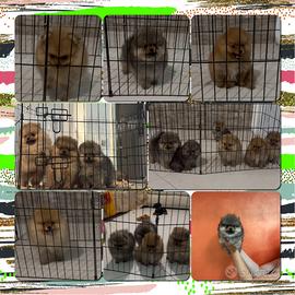 Pomerania spitz nano