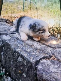 Cuccioli australian shepherd super
