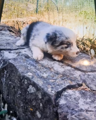 Cuccioli australian shepherd super