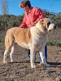 Pastore dell Asia centrale