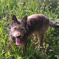 9mesi mix Spinoncino PRESTO IN CANILE SOLO SARDEG