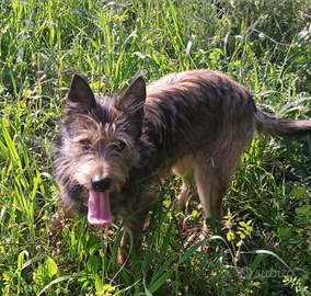 9mesi mix Spinoncino PRESTO IN CANILE SOLO SARDEG