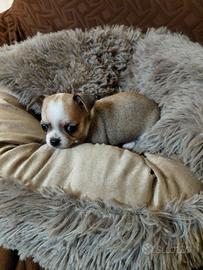 Chihuahua maschietto