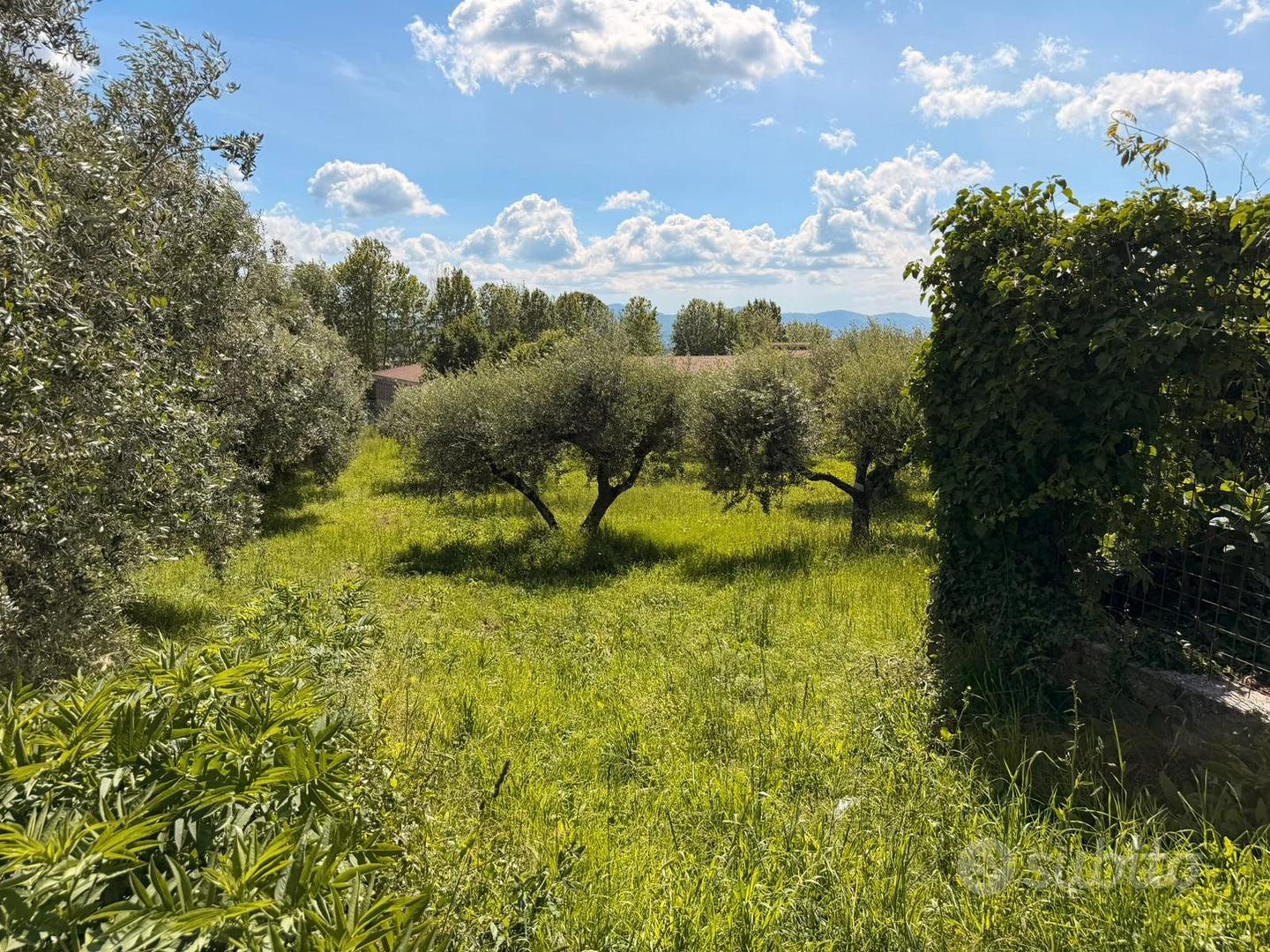 Terreno agricolo con uliveto - Vista 4