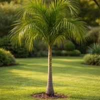 Palma Cocos plumosa alta oltre 2,5 metri