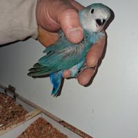 Issparabile nt blu cobalto 3889812877