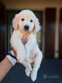 Golden retriever