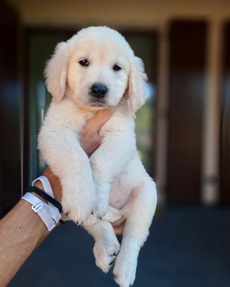 Golden retriever