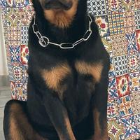 Rottweiler disponibile per monte
