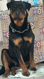 Rottweiler disponibile per monte